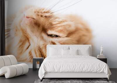 Beautiful red big cat Maine Coon at home. Wall mural