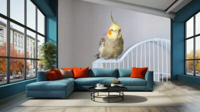 Cockatiel. Portrait, cute and curious young cockatiel, close up. Wall mural