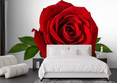 Fresh beautiful rose isolated on white background with clipping path Wall mural