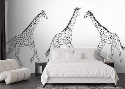 Hand drawn set of giraffe animal, drawing by ink outline sketch. Vector graphic illustration, black isolated on white background Wall mural