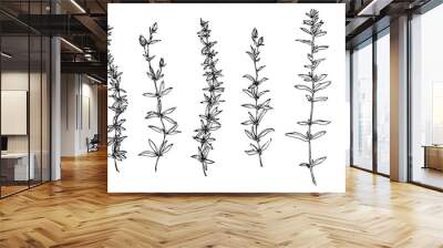 Hand drawn wild plants and flowers collection. Outline herbs sketch ink painted. Black isolated botanical vector illustration on white background Wall mural