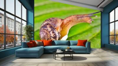 Snail on a green leaf. Wall mural