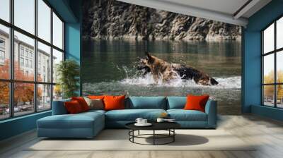 Lake Ledinci in Serbia country. A beautiful purebred dog swims in clear lake with turquoise water. Happy red-haired black German Shepherd in a pond on a sunny summer day. Wall mural