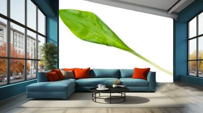 leaf of fresh wild garlic (ramson) cutout on white Wall mural