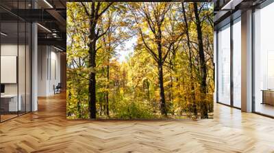 meadow in oak grove lit by sun in urban park Wall mural