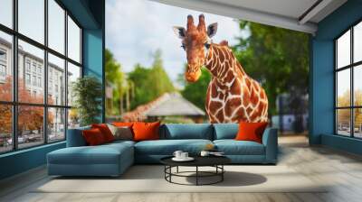 Giraffe walking outdoors on zoo Wall mural