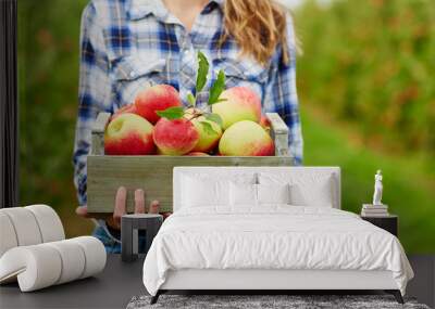 Woman's hands holding crate with red apples Wall mural