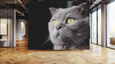 portrait of a cat Wall mural