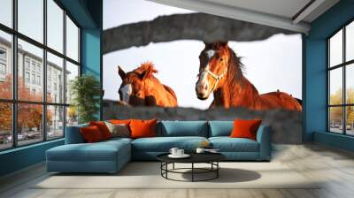 Portraits of young stallions at sunset on farm. Two beautiful brown thoroughbred horses stand behind wooden paddock and look with intelligent eyes. Wall mural