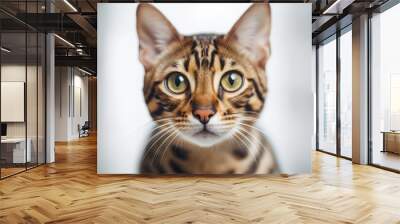 portrait of bengal cat in white room looking into the camera, close up, created with Generative AI Technology Wall mural