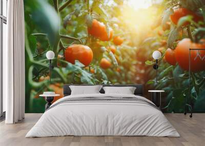 Ripe Tomato Cluster in Greenhouse. Home Grown Tomato Vegetables Growing in Greenhouse. Autumn vegetable harvest on organic farm Wall mural