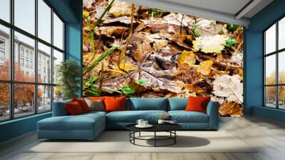 wet fallen leaves on surface of meadow in forest on rainy autumn day Wall mural