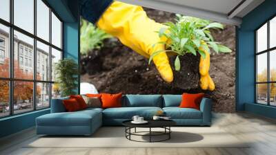 The gardener in yellow gloves plants flowers in the ground. Close-up. Planting spring pansy flower in garden. Gardening concept Wall mural