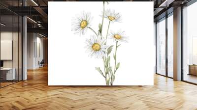 Watercolor Daisy. Hand drawn illustration of Chamomile. bouquet of white blossom flowers on isolated background. Drawing botanical clipart invitation cards. Hand painted summer rustic wildflowers. Wall mural