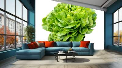 Isolated head of lettuce, Salavona Wall mural