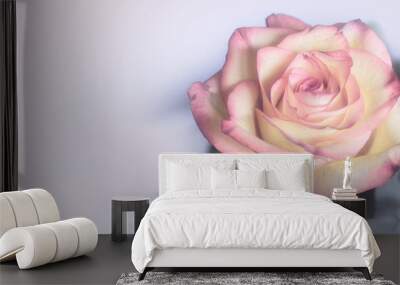 Sweet color rose in soft color for floral background Wall mural