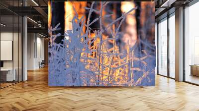 Snow and frost covered tree branches. Low angle winter sun peeking through forest trees. Wall mural