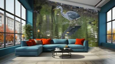 Gray heron on a shallow river with its reflection on the water surface Wall mural