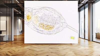 Living rotifer collected from the lake. Selective focus image Wall mural