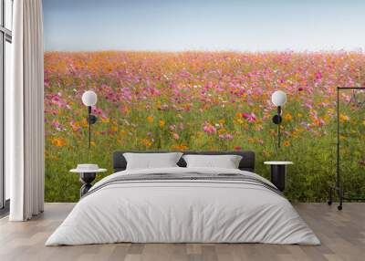 Cosmos flower field Wall mural