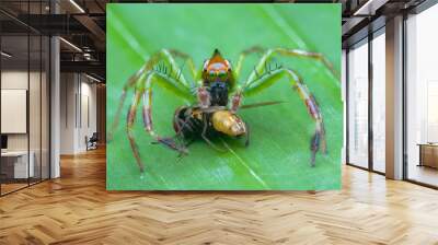 spider on leaf Wall mural