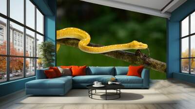 The green tree python, Morelia viridis is a species of snake in the family Pythonidae. The species is native to Papua and some islands in Indonesia Wall mural