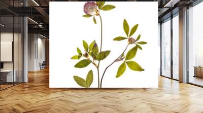 A dried sprig of clover with flower for herbarium Wall mural