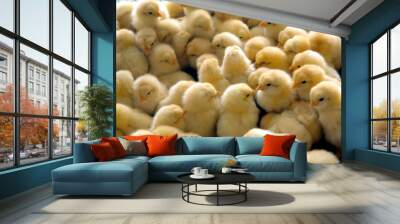 a group of chick Wall mural