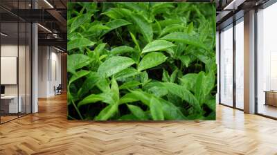 fresh tea leaf with dew Wall mural