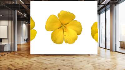 yellow flower isolated on white Wall mural