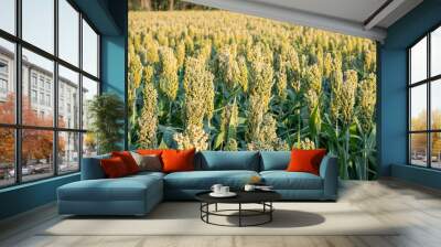 Overview over field of millet not ripe grains as whole plant on ecological organic farm during sunset 5 Wall mural