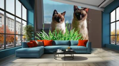 two siamese cats siblings eating fresh green grass indoors under sunshine in house, healthy pet care Wall mural