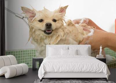 Soapy dog in bath in petshop Wall mural