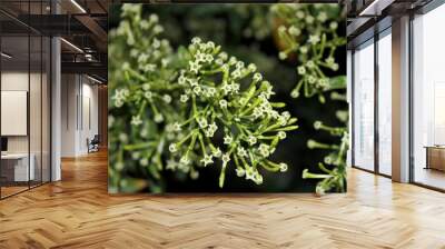 Branch with open flowers of gallant at night (Cestrum nocturnum), photographed at night when they bloom Wall mural