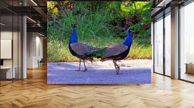 Pair of male peacocks walking together in a park Wall mural