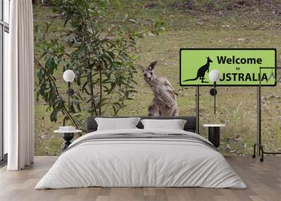 welcome to Australia sign with wild kangaroo Wall mural