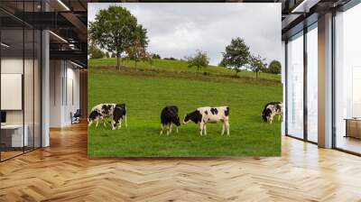 cows on a meadow in rural german landscape Wall mural