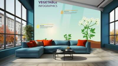 Infographic for carrot growing stages. Wall mural