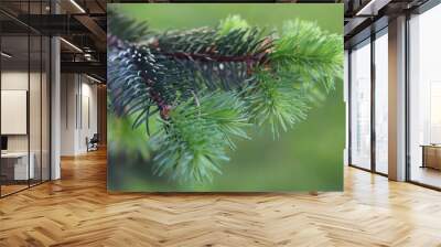 Green fir tree branches with needles. Green natural background. Wall mural