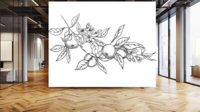 Mandarin, tangerine tree branch with fruits, flowers and leaves. Element for design. Graphic drawing, engraving style. Vector illustration. Isolated on white background.. Wall mural