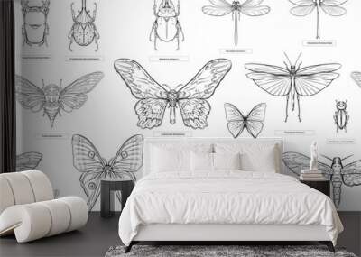 Set of insects: beetles, butterflies, moths, dragonflies. Etymologist's set. Seamless pattern, background. Outline vector illustration. Wall mural