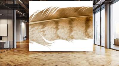 Falcon feather isolated on white background. Wall mural