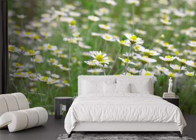 Full bloom of chamomile flowers.camomile. Field of camomiles at sunny day at nature. Camomile daisy flowers, field flowers, chamomile flowers Wall mural