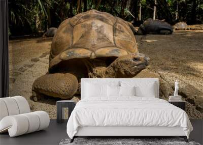 A giant Mauritius turtle, Mauritius islands, South Africa. High quality photo Wall mural