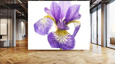 Bright violet-yellow iris, flower on white background Wall mural