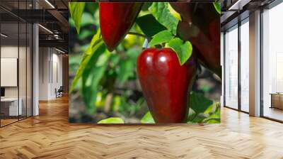 Red sweet pepper on a bush in the garden Wall mural