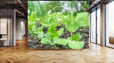 Young pea (Pisum) sprouts in a sunny vegetable garden Wall mural