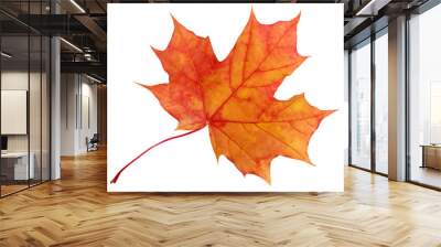 autumn maple leaf isolated on white background. Wall mural