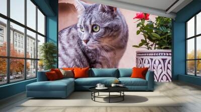 Grey cat tabby and bush of pink roses Wall mural