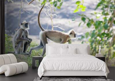 black faced grey langur monkey in Yala National Park, Sri Lanka Wall mural